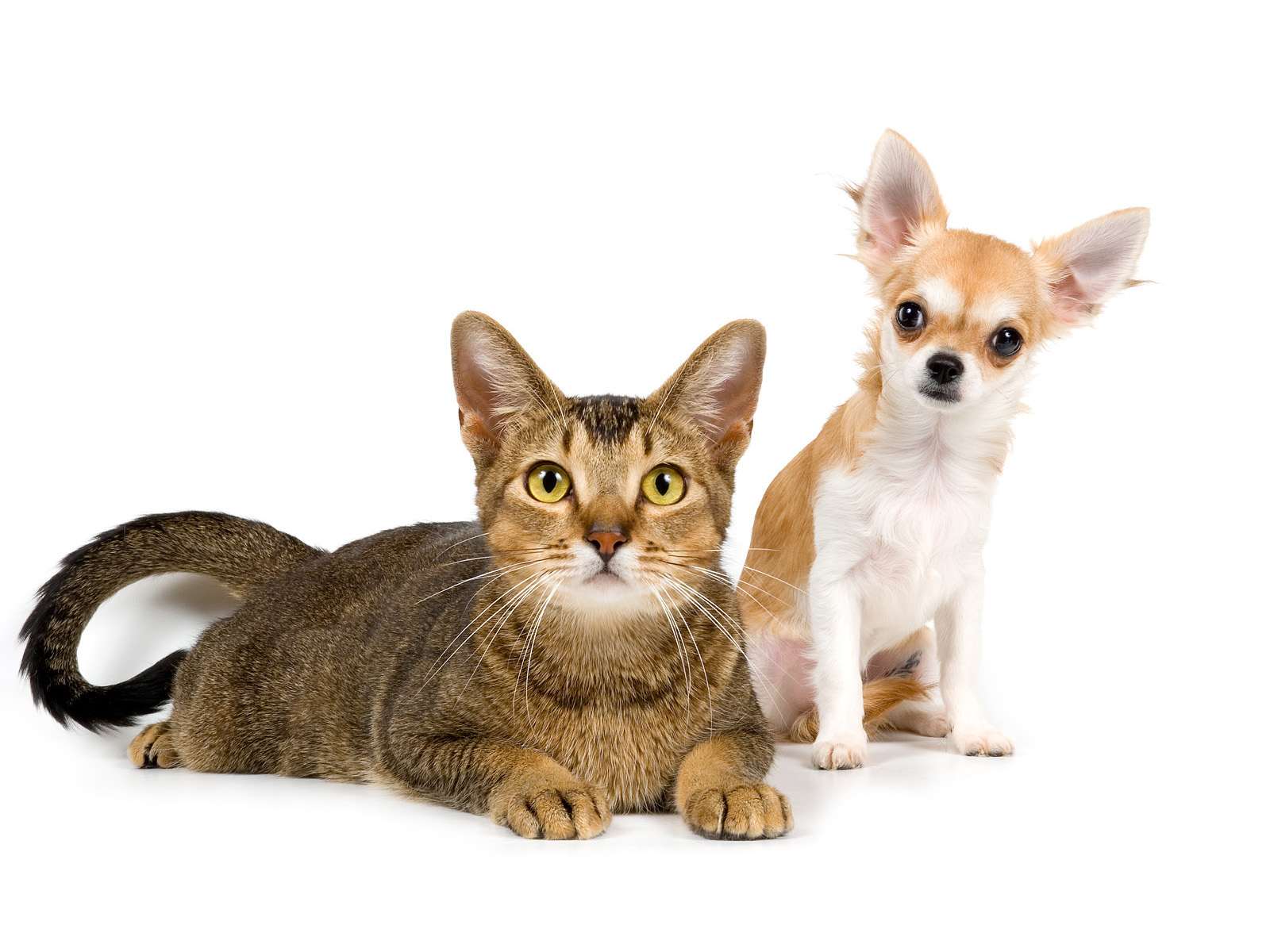 Чихуахуа и кошка, прикольное фото смешная картинка