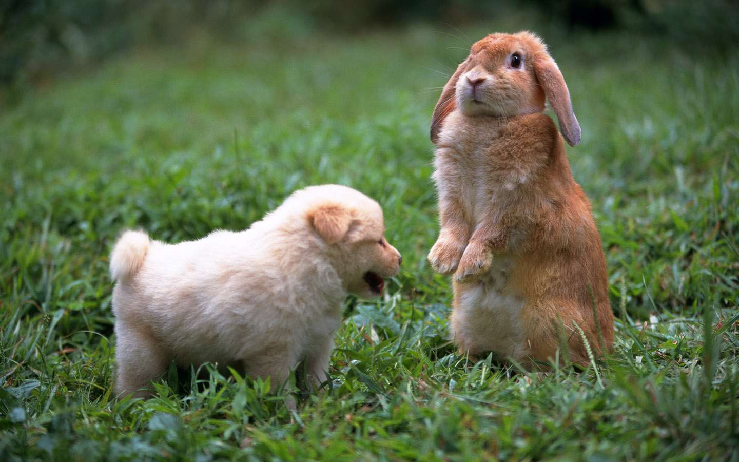 Щенок и карликовый вислоухий кролик, прикольное фото смешная картинка