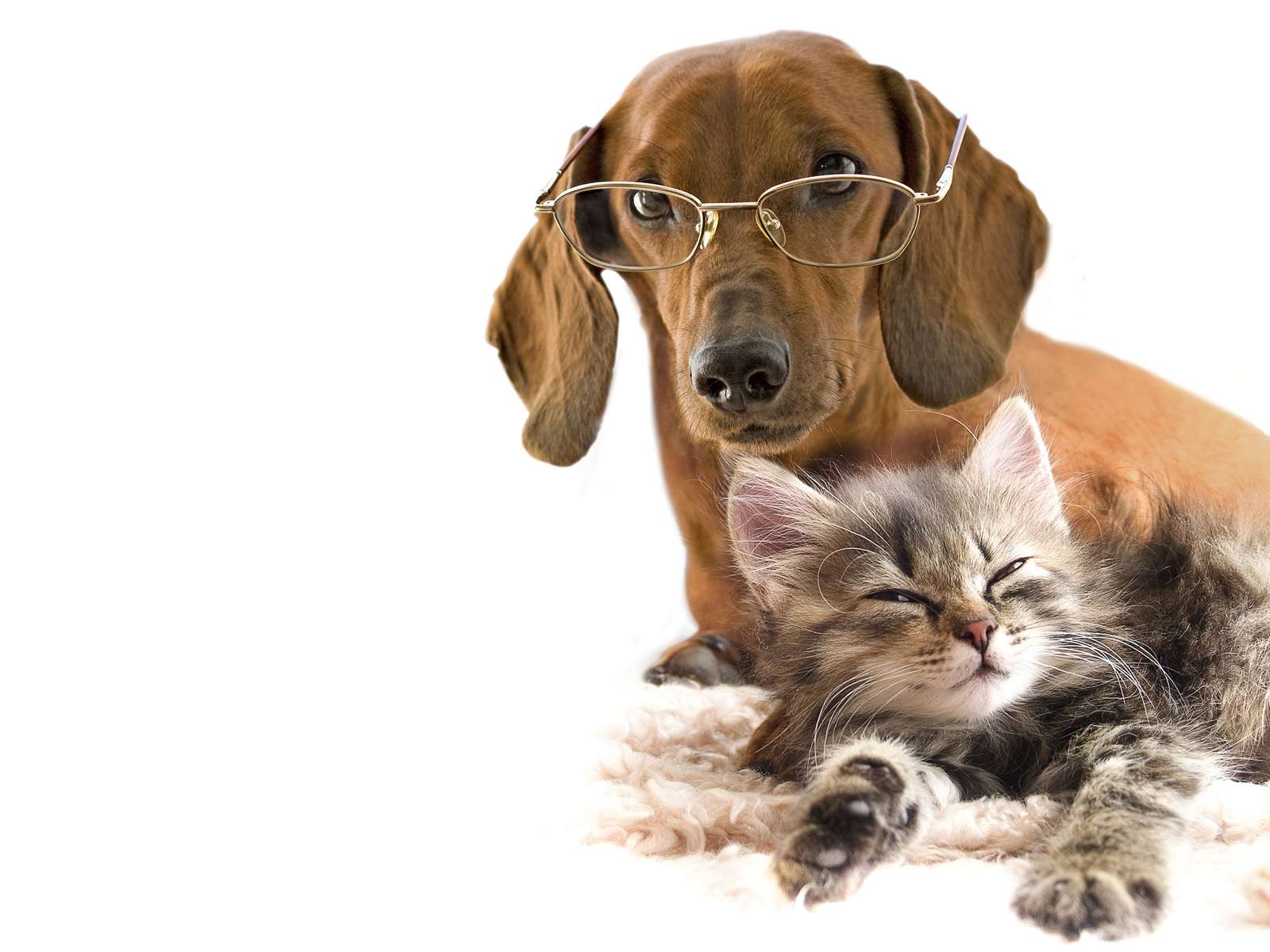 Короткошерстная такса в очках и котенок, прикольное фото смешная картинка