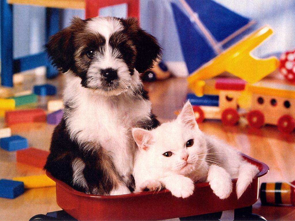 Фото собачек и кошечек для детей