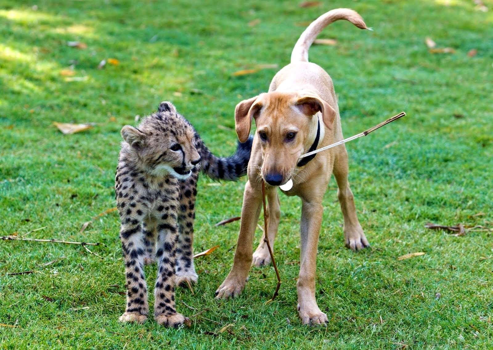 Щенок и котенок гепарда, прикольное фото смешная картинка