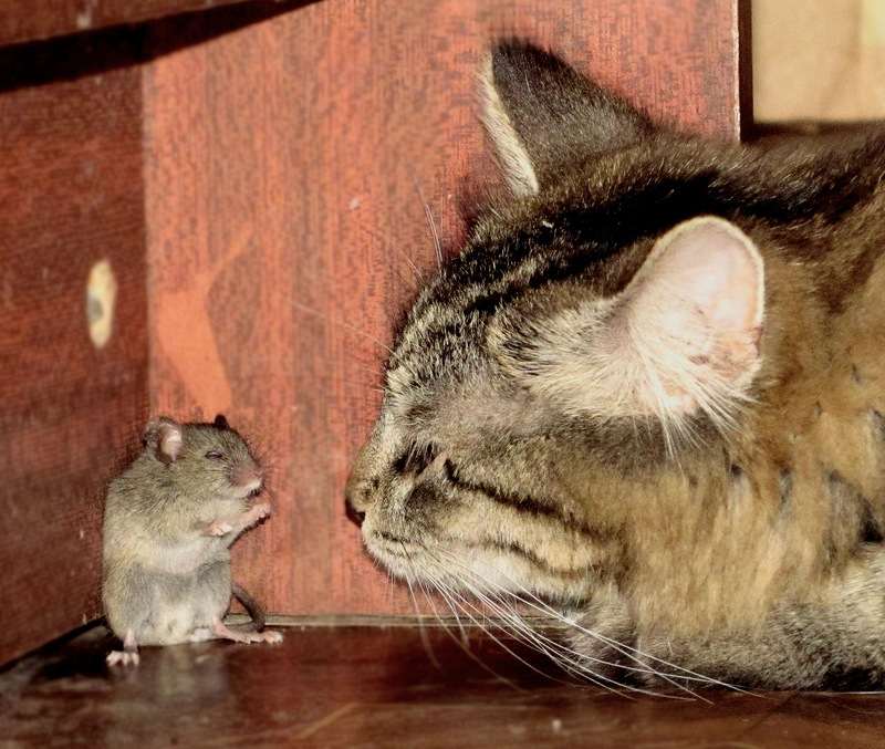Кот поймал мышь картинка