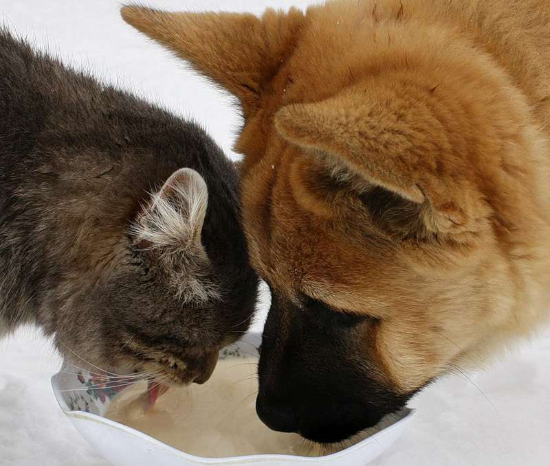 Щенок и котенок лакают молоко из одной миски, прикольное фото смешная картинка