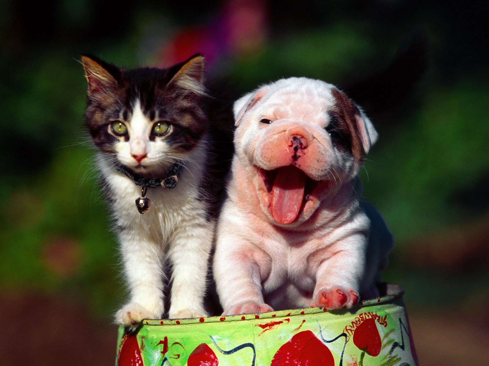 Маленький щенок и котенок, прикольное фото смешная картинка