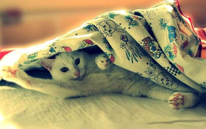 Кошка лежит под одеялом, фото фотография