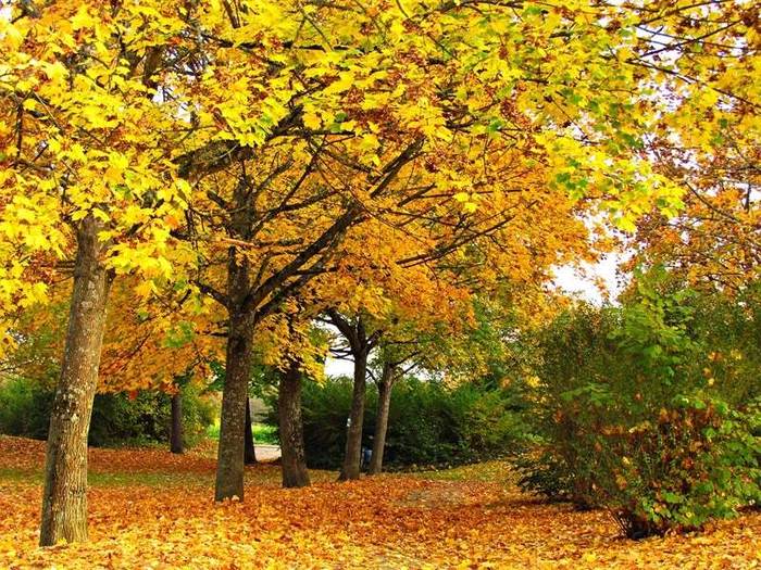 Осень, желтые деревья, фото фотография