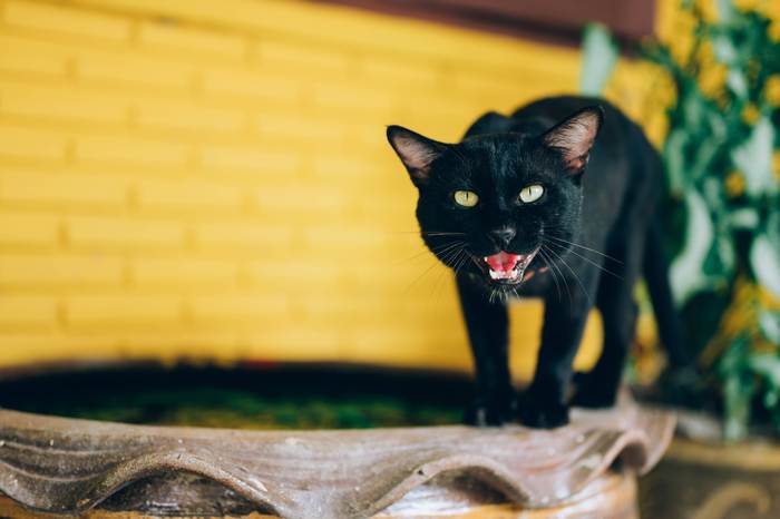 Агрессивная черная кошка, фото фотография