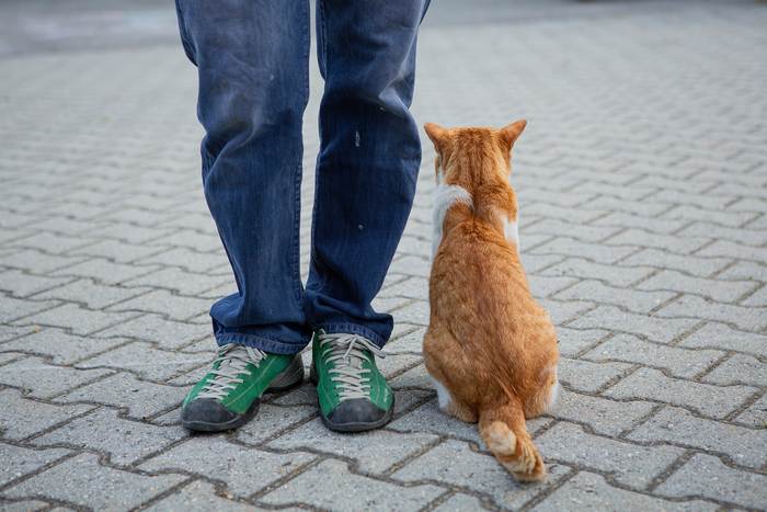 Кошка сидит около ног человека, фото фотография картинка