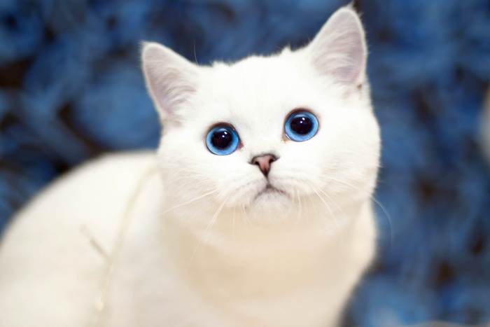 Белая британская короткошерстная кошка с голубыми глазами, фото фотография картинка