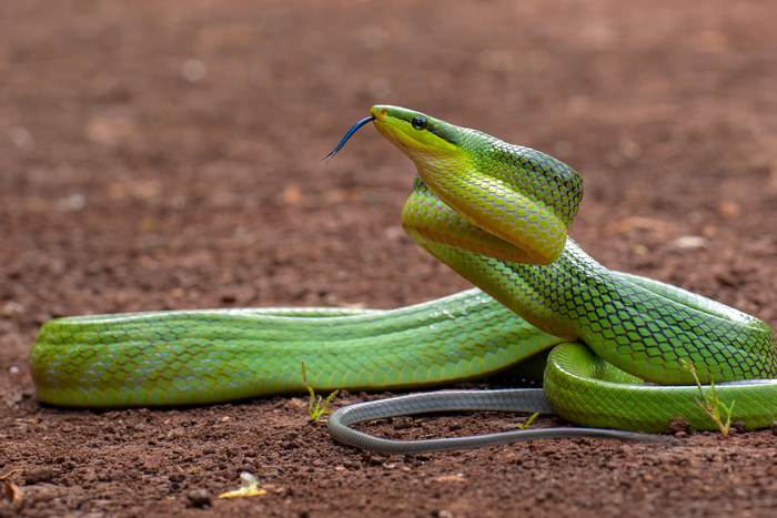Зелёный полоз, или смарагдовый полоз (Gonyosoma oxycephalum), фото змеи фотография