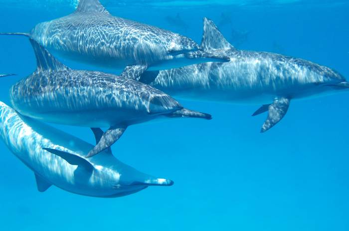 Дельфины, фото млекопитающие фотография