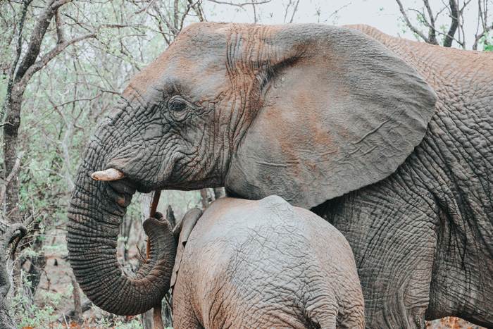 Африканские слоны, фото фотография картинка
