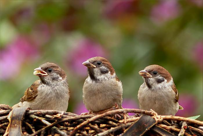 Три воробья, фото фотография птицы