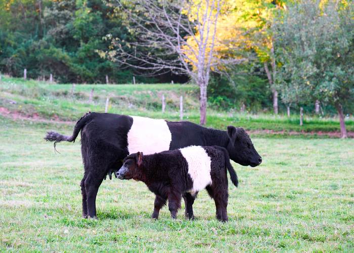Корова с теленком на лугу, фото фотография животные