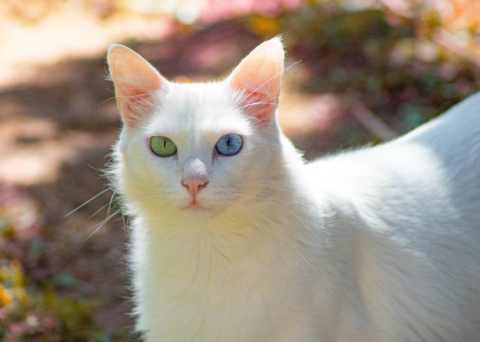 Белая кошка с разноцветными глазами (гетерохромией), фото фотография