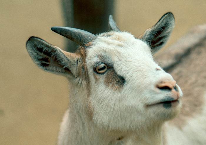 Голова козы, фото фотография животные