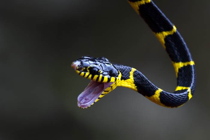 Мангровая змея, или уленбуронг (Boiga dendrophila), фото рептилии фотография