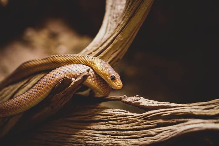 Песчаная змея, фото рептилии фотография