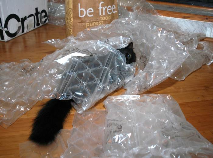 Кошка спрятавшаяся в пакете, фото фотография картинка