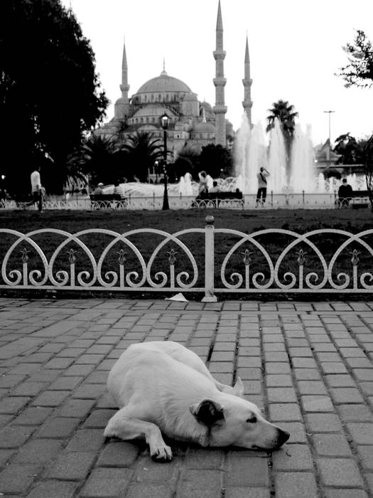 Спящая собака на фоне мечети, фото фотография