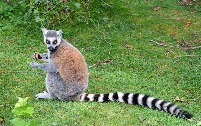 Кошачий кольцехвостый лемур, или катта (Lemur catta), фото фотография картинка