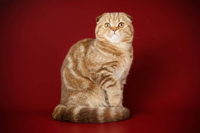 Шотландская вислоухая кошка, скоттиш фолд, фото фотография