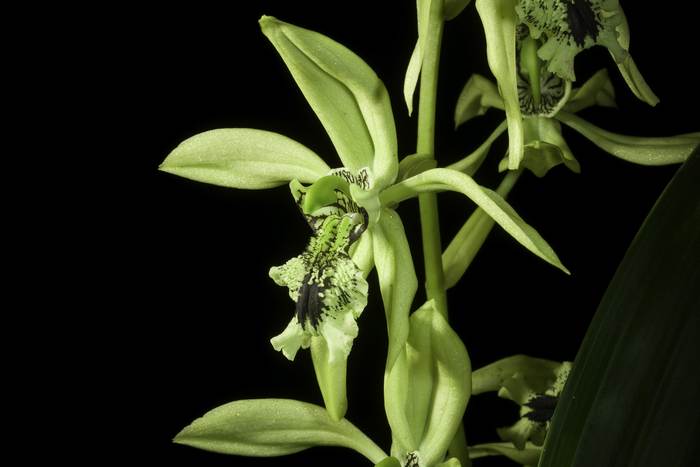 Целогина пандуровидная (Coelogyne pandurata), фото фотография орхидеи