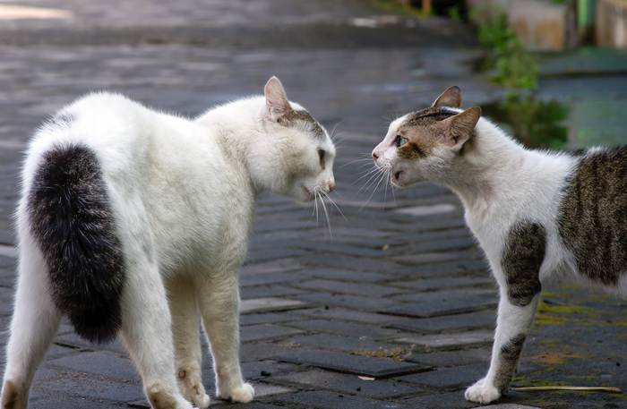 Две агрессивные (злые) кошки, фото фотография 