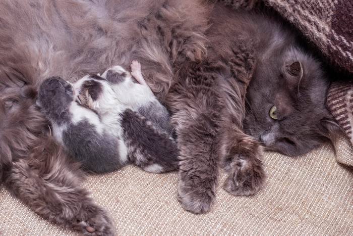 Кошка с маленькими котятами, фото фотография разведение кошек