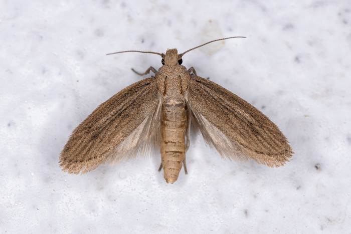 Платяная моль (Tineola bisselliella), фото фотография насекомые