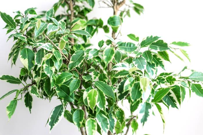 Фикус бенджамина (Ficus benjamina), фото фотография растения