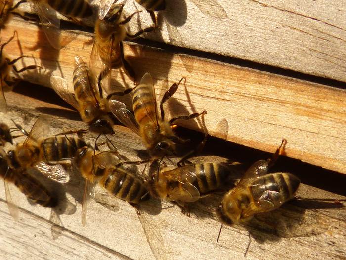 Медоносные пчелы на улье, фото фотография насекомые