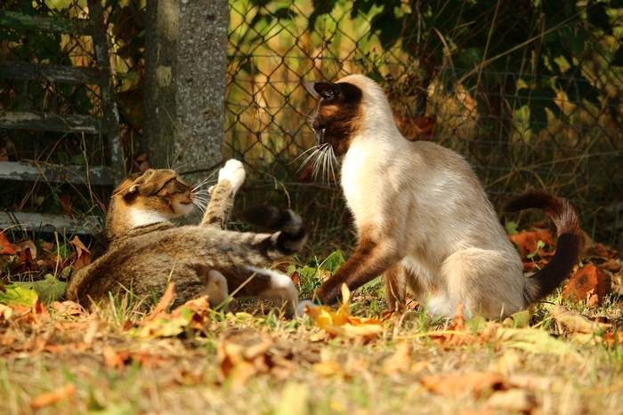 Дерущиеся кошки коты, фото фотография