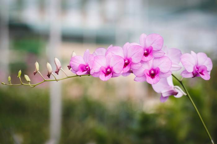 Розовая орхидея фаленопсис, фото фотография