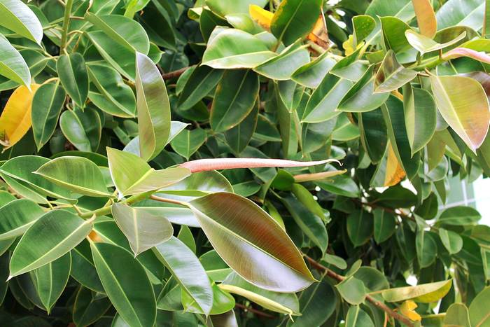 Фикус эластичный (Ficus elastica), фото фотография растения