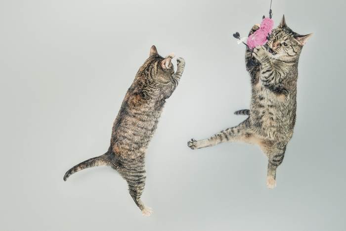 Прыгающие кошки, фото фотография