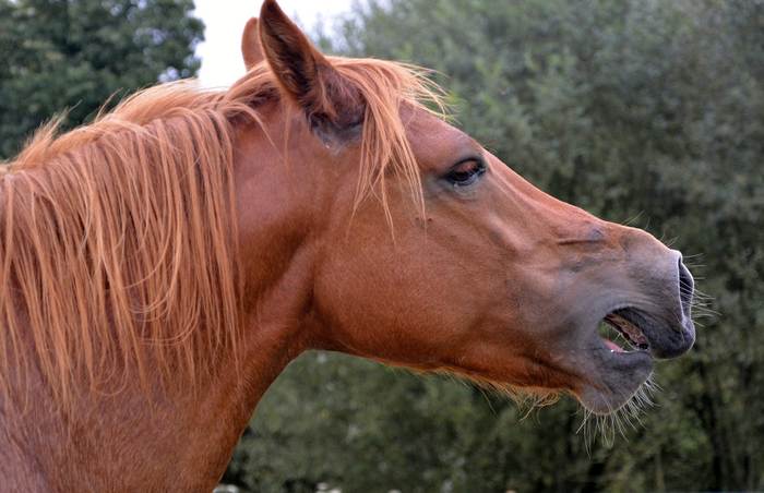 Фыркающая лошадь, лошадиная морда, фото фотография 