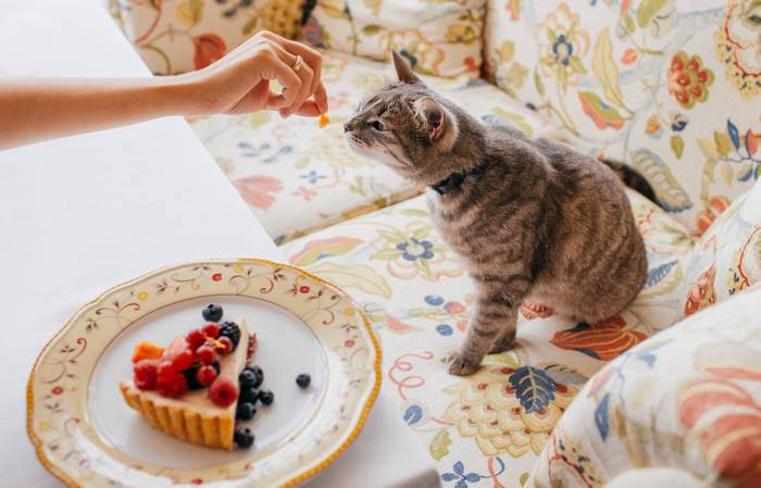 Кошка обнюхивает пирожное с ягодами, фото фотография 