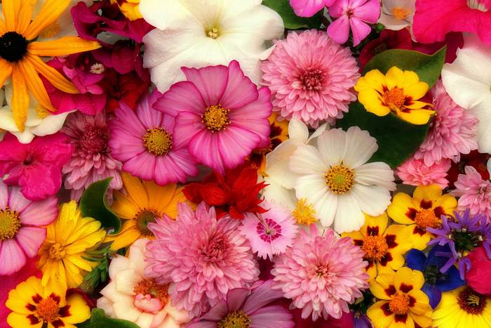 Цветы, букет ярких цветов, фото фотография