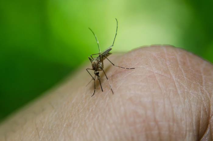 Комар, сосущий кровь у человека, фото фотография насекомые