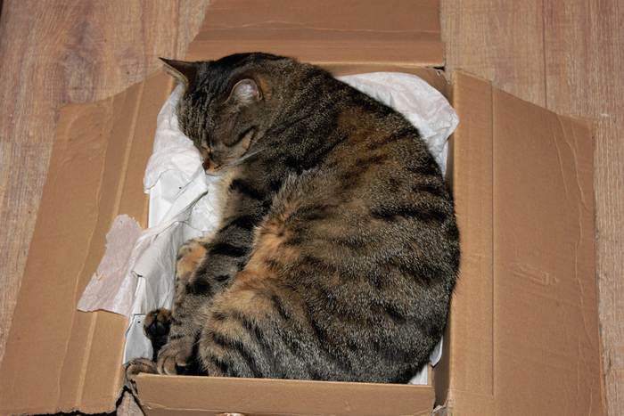 Кошка спит в коробке, фото фотография 