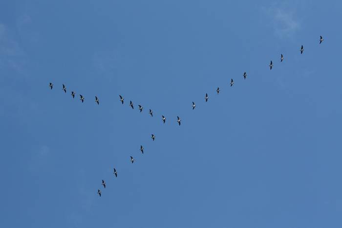 Птицы, летящие клином, фото фотография 