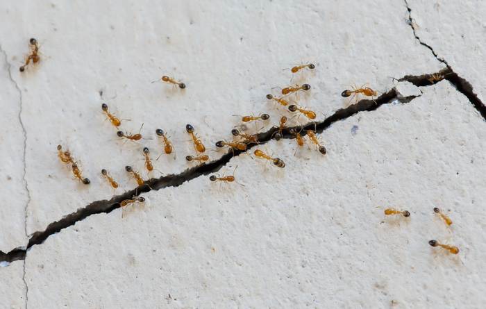 Фараонов муравей, или домовый муравей (Monomorium pharaonis), фото фотография насекомые 