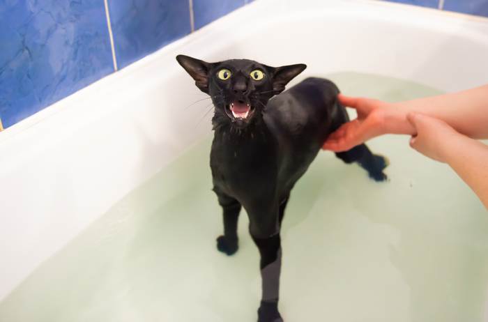 Черный ориентальный кот боится купаться мытья, фото фотография 