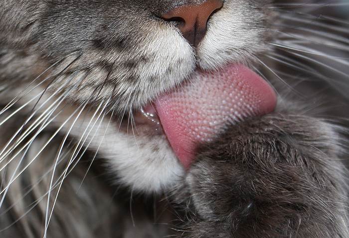 Шершавый язык кошки, кошачий язык, фото фотография 