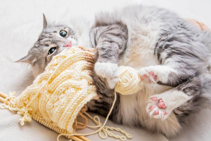 Кот играет с шарфом, сосет шарф, фото фотография