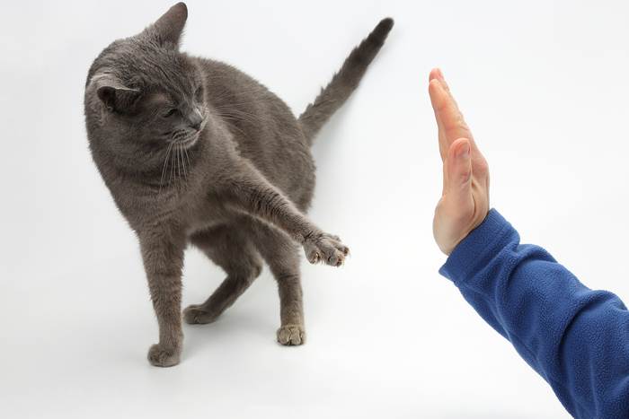 Кошка боится шугается руки, фото фотография