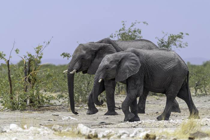 Африканские слоны (Loxodonta), фото животные фотография 