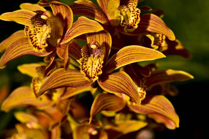 Цветущая орхидея, фото фотография