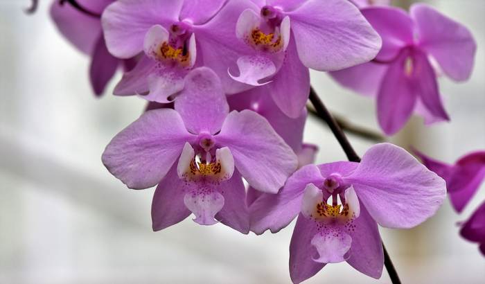 Ветка орхидеи, фото цветы фотография